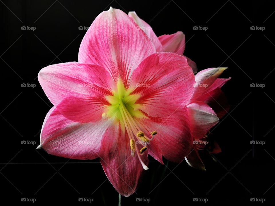 Amarilis. Beautiful pink flower