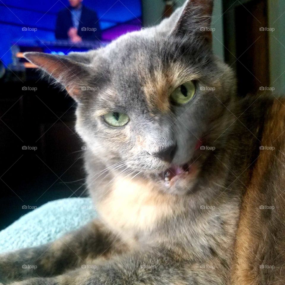 Grey Tabby Cat looking into the camera lens with mouth opened and tongue and teeth showing.