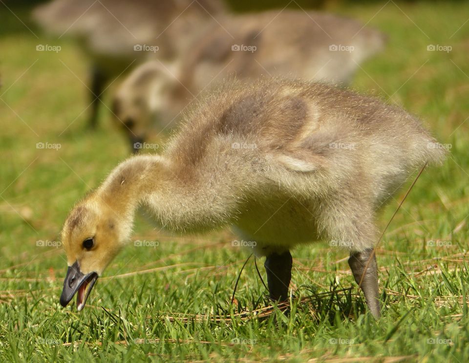 Three goslings