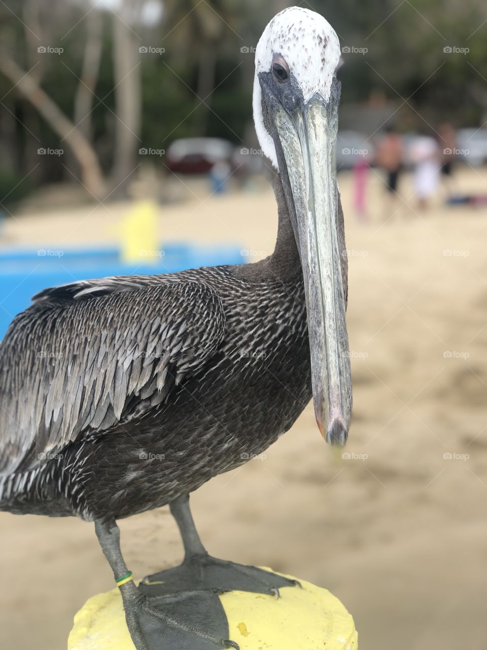 Pelican in PR