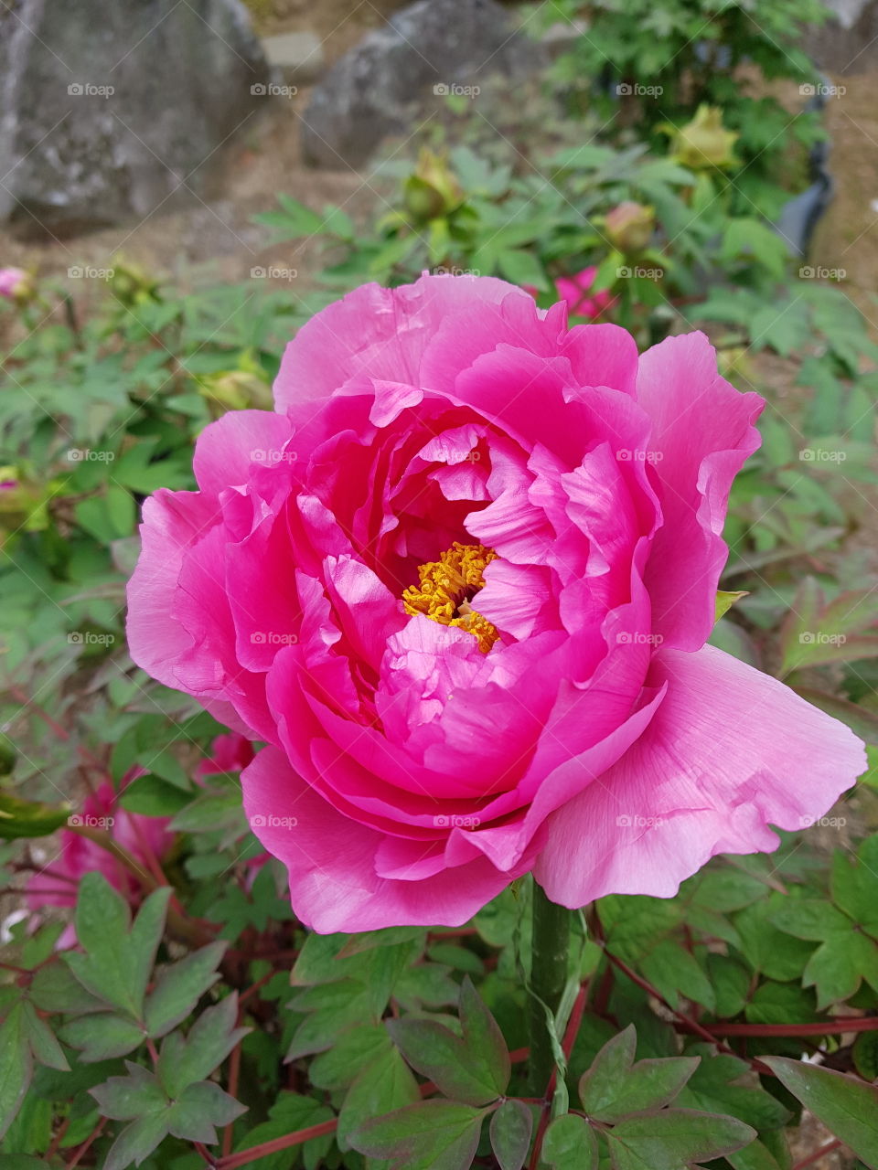 Paeonia at Hyogo JAPAN