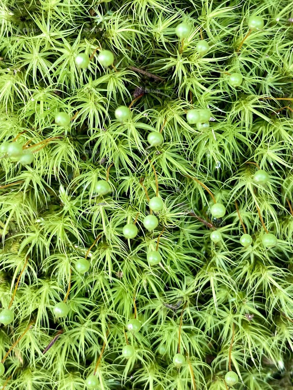 Close up of bright green common apple moss