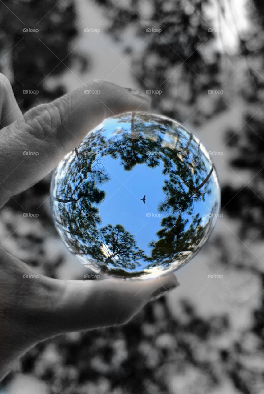 Crystal ball view looking up into the forest trees