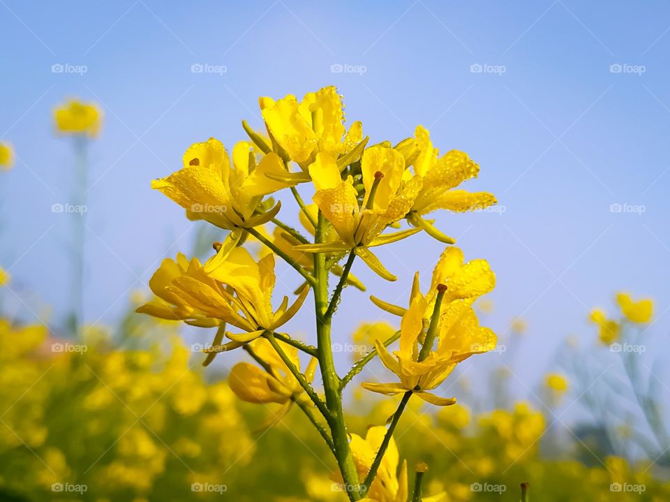 Mustard flower with dew Drop on the petals in morning daylight against blue sky background