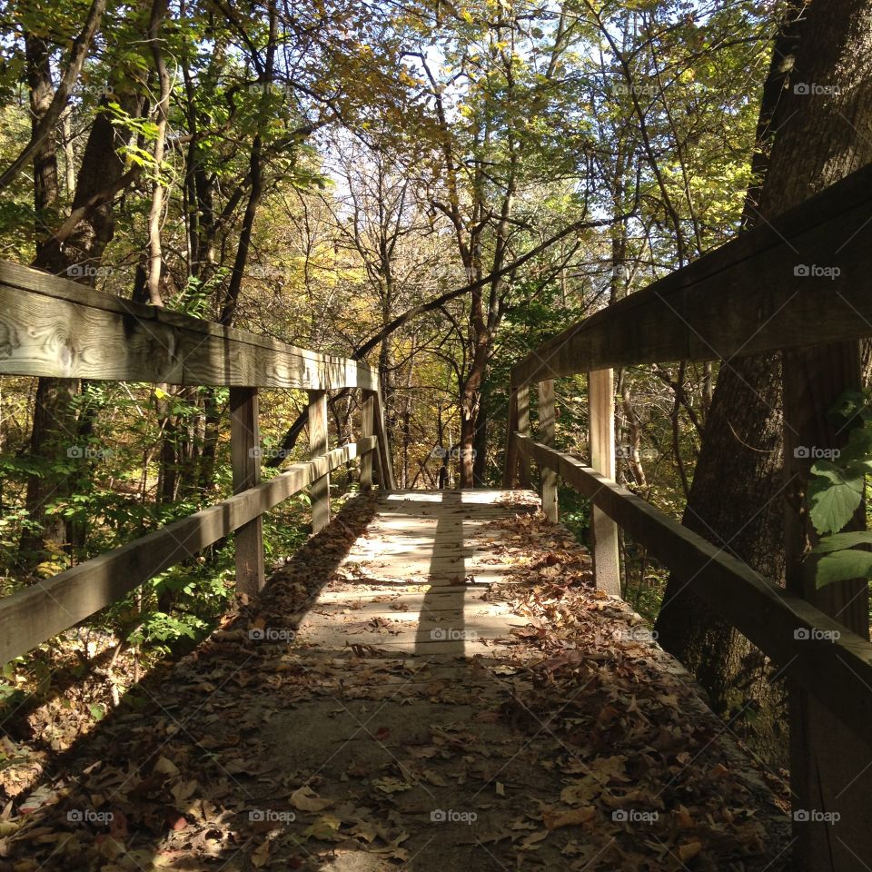 Boardwalk in forest