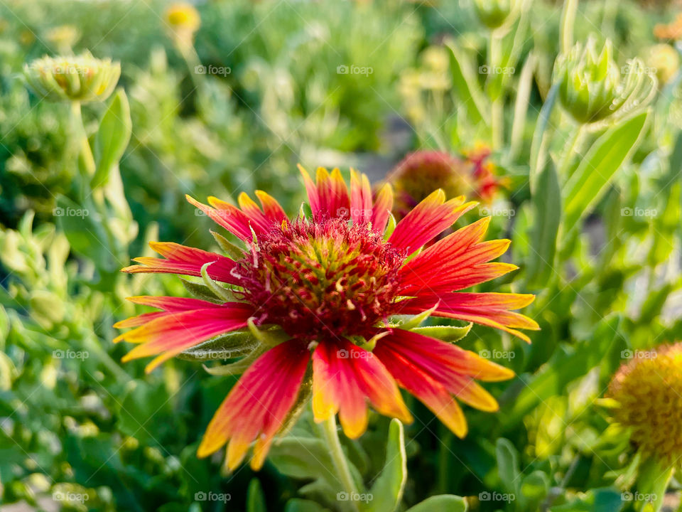 Portraits of plants 