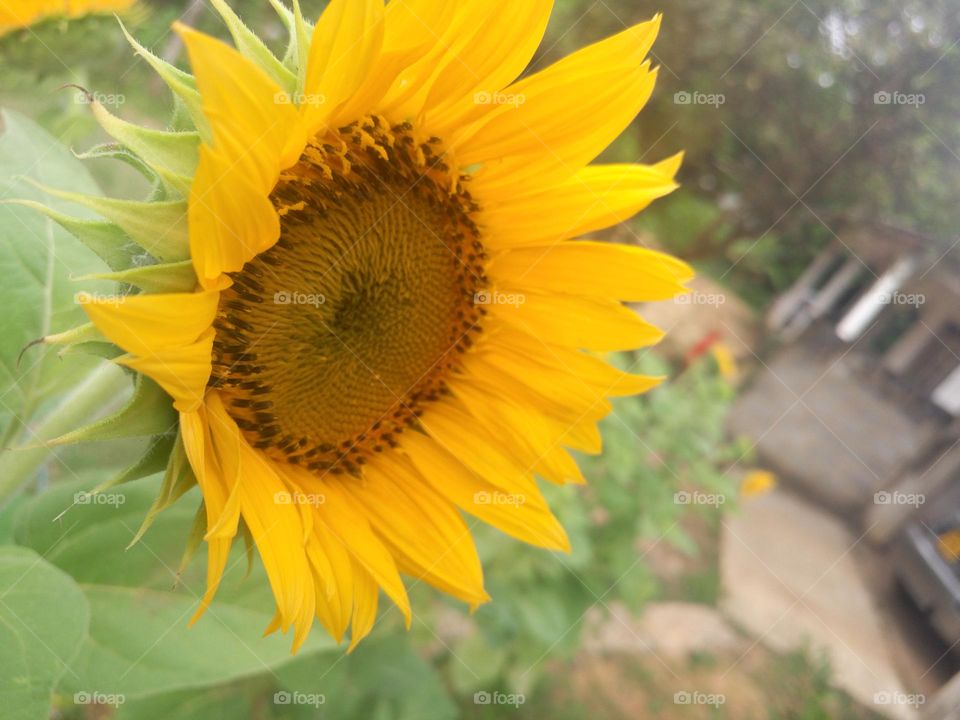 Sunflower