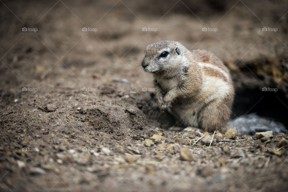 Ground squirrels observe the surrounding.