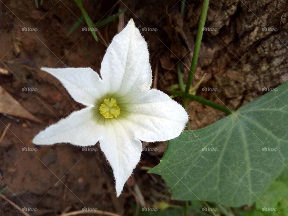 flower