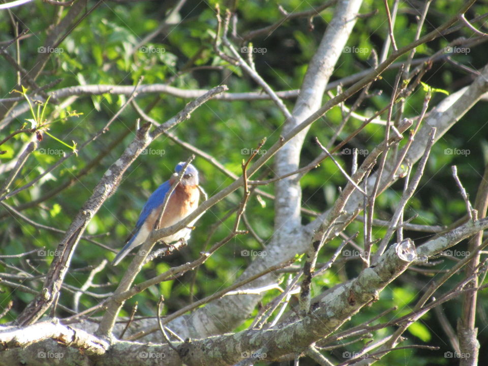 Blue bird on a branch