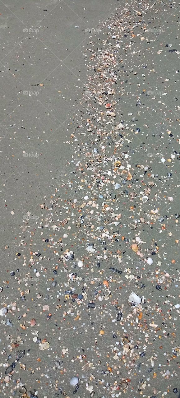a trail of seashells on the coast of the Atlantic