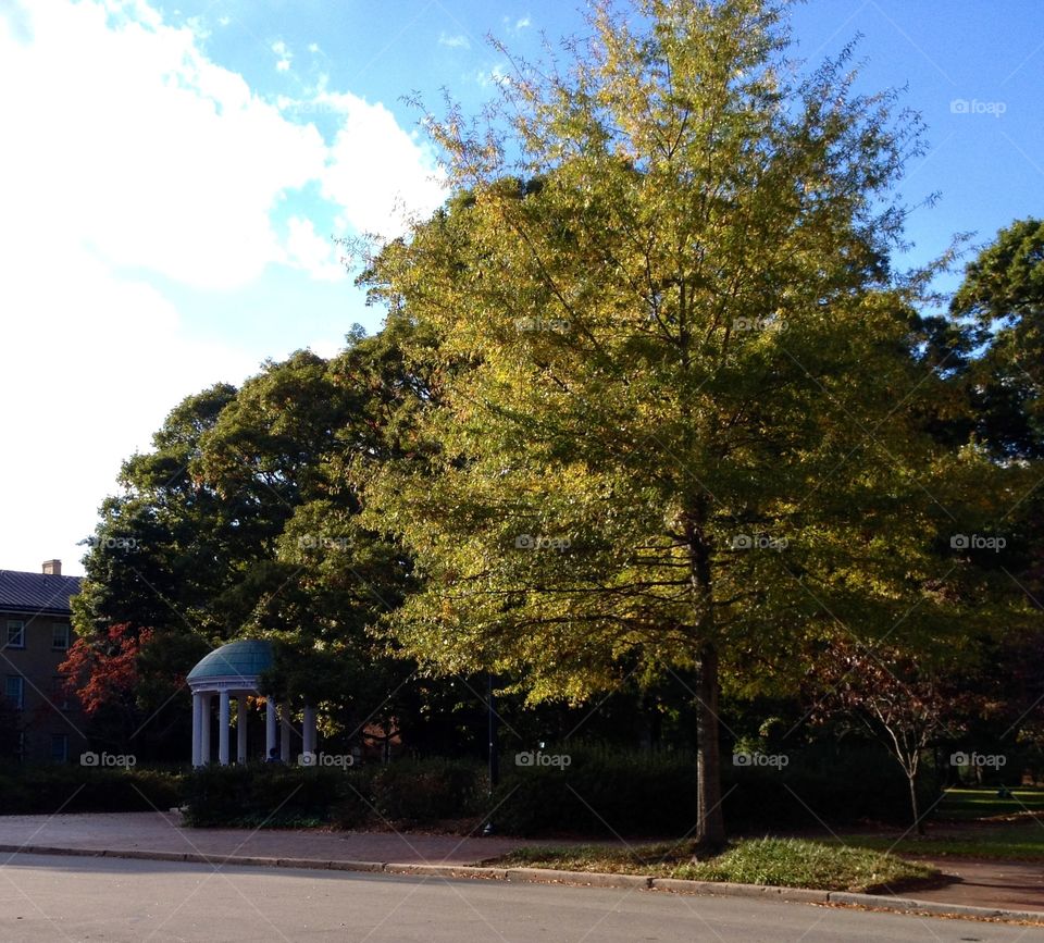 Trees on a college campus. Picture of the Old Well at UNC Chapel Hill surrounded by trees