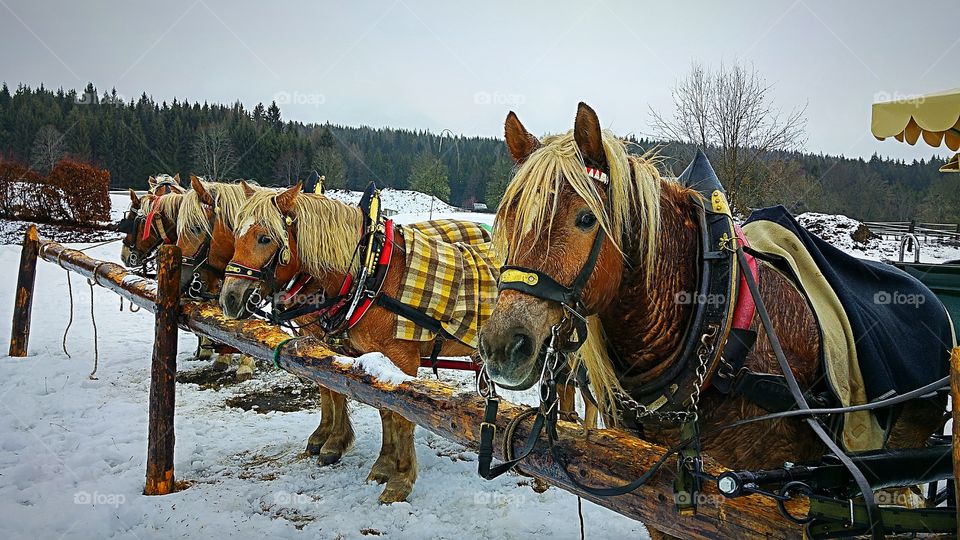 The Horses Of Ramsau 1