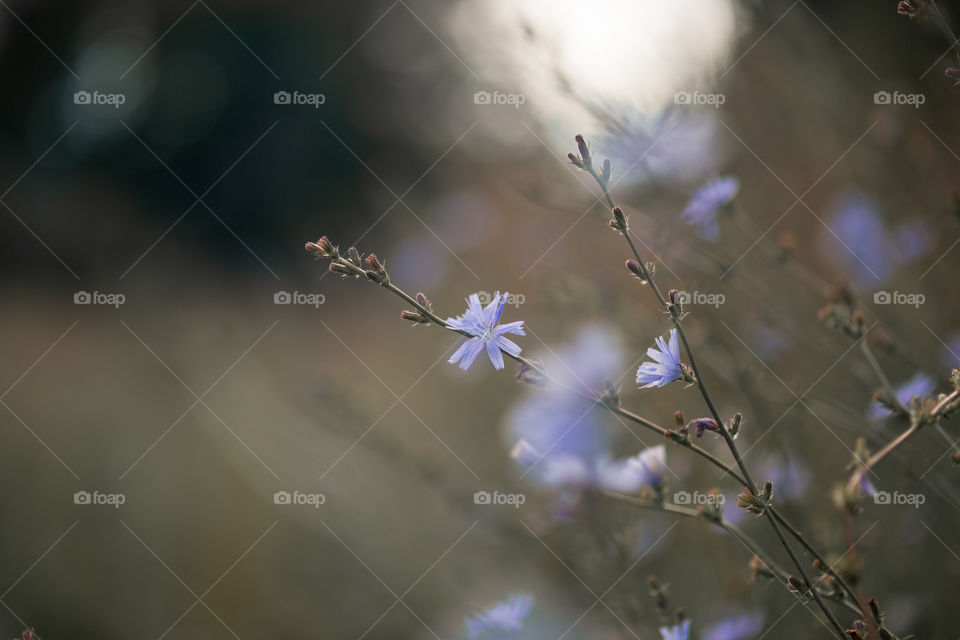 Chicory flowers at cloudy day 