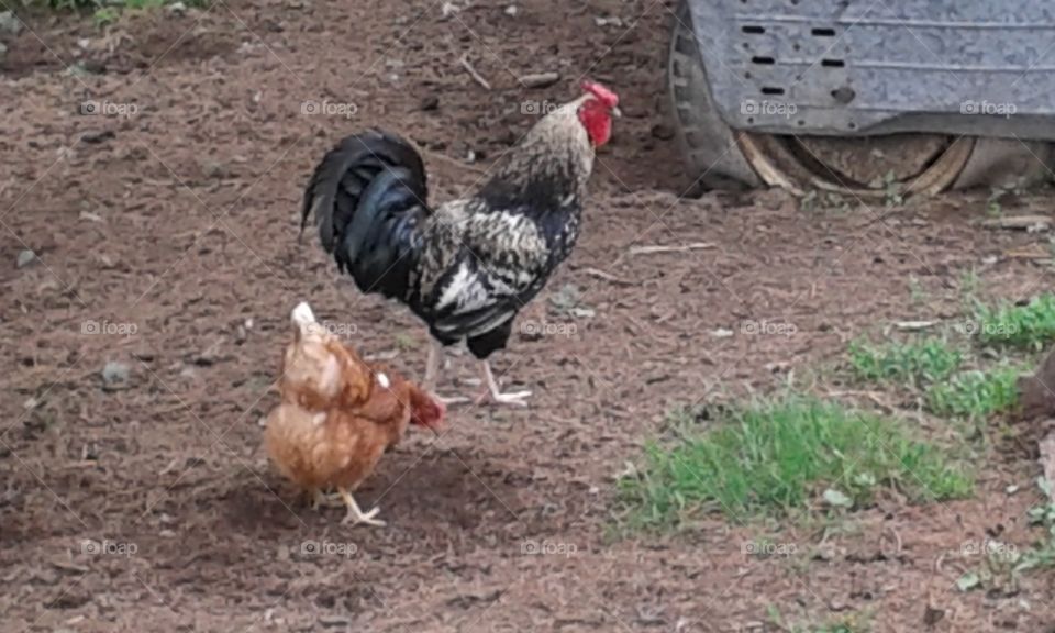 Grazing chickens. These are just a few of the freerangers on the farm.