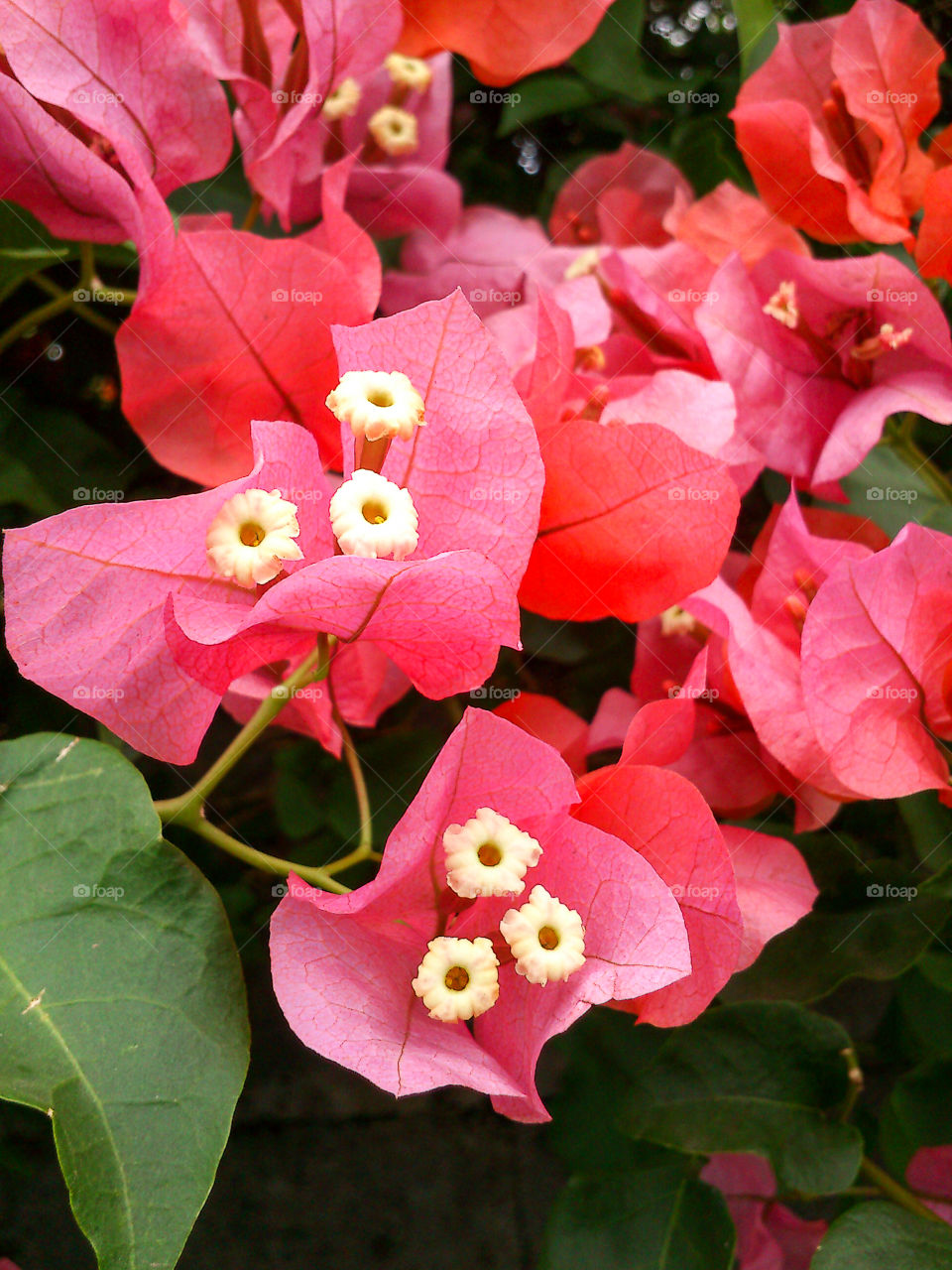 Close-up of bougainvillea flowers
