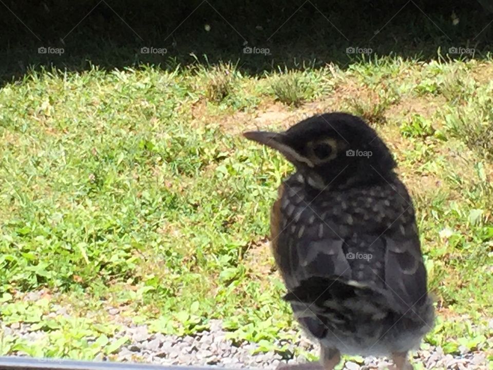 Fledgling 