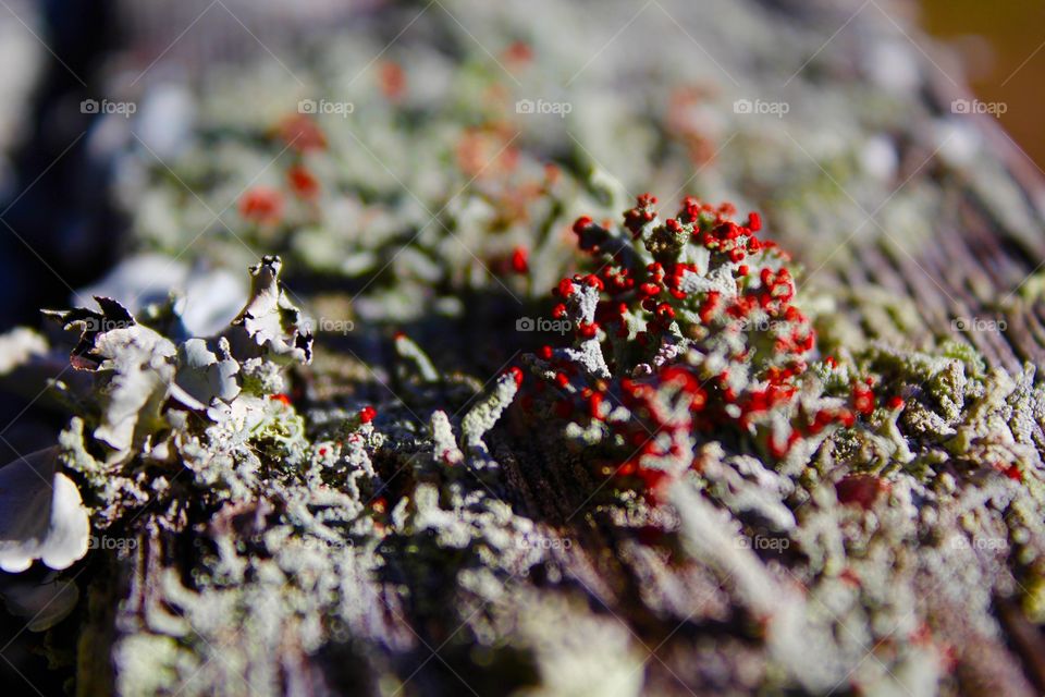 Red in the winter