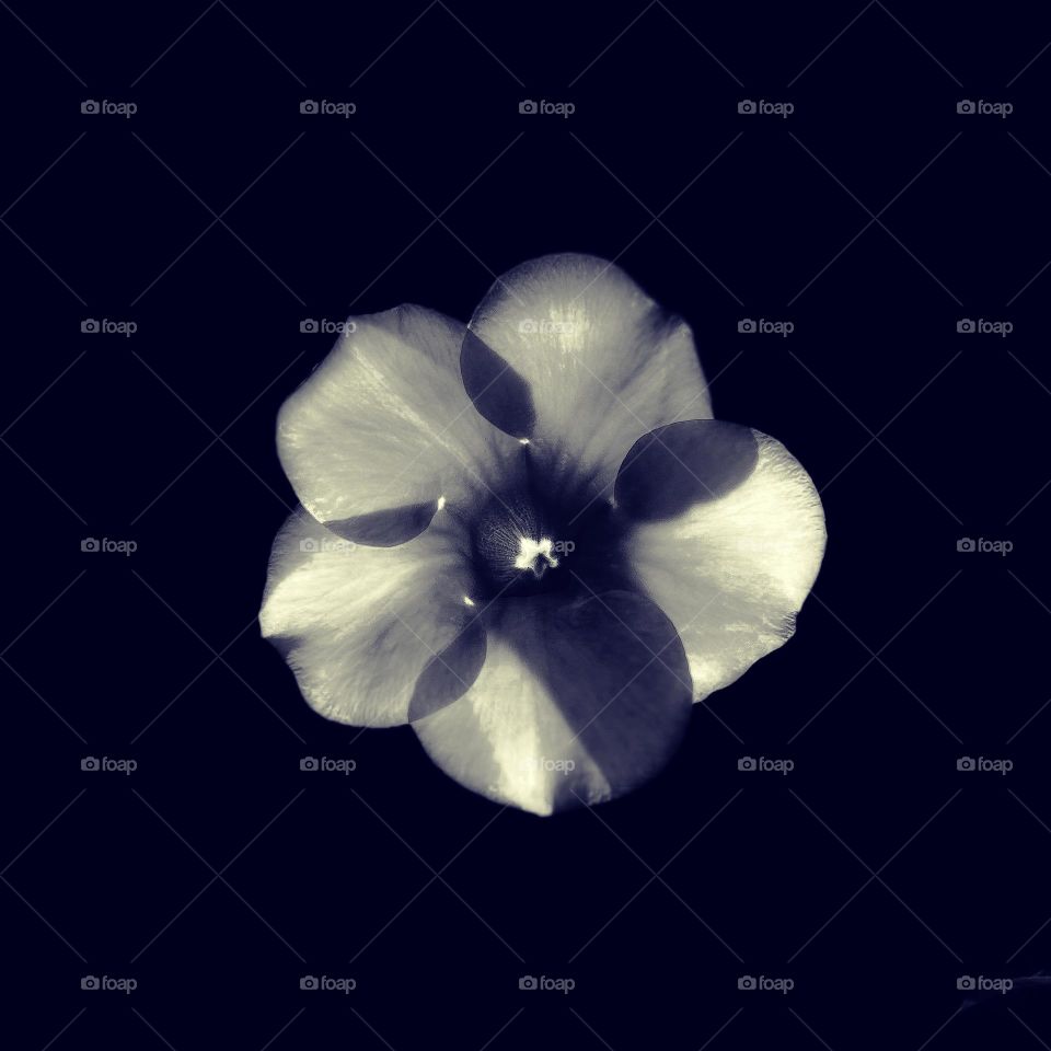 Floral photography - Allamanda BW style 