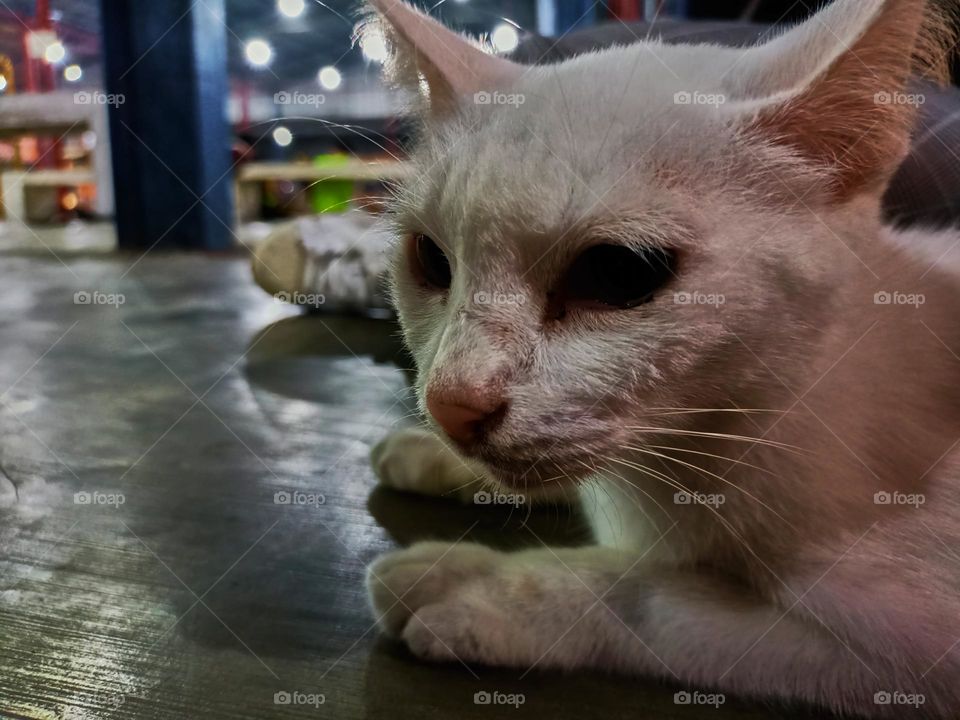 Stray cat keep calm on the alley