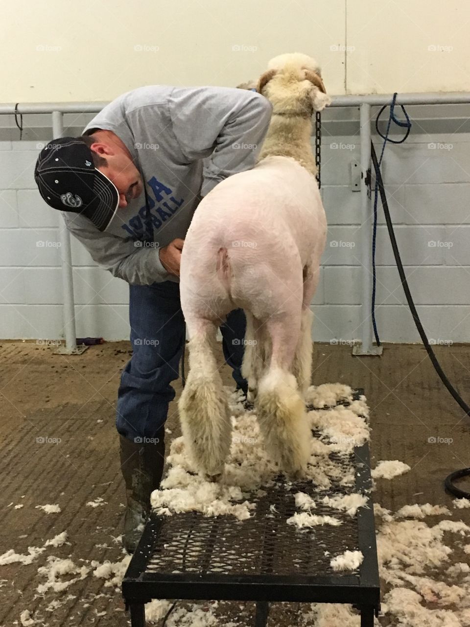 Shearing an FFA lamb. 