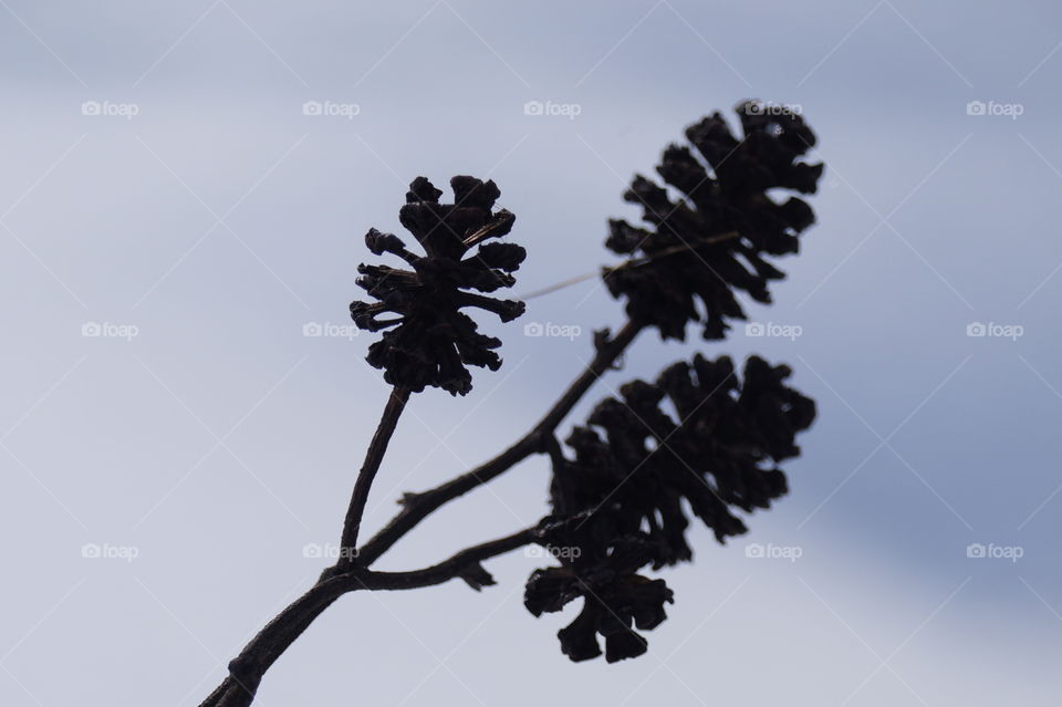 Шишечки черной ольхи