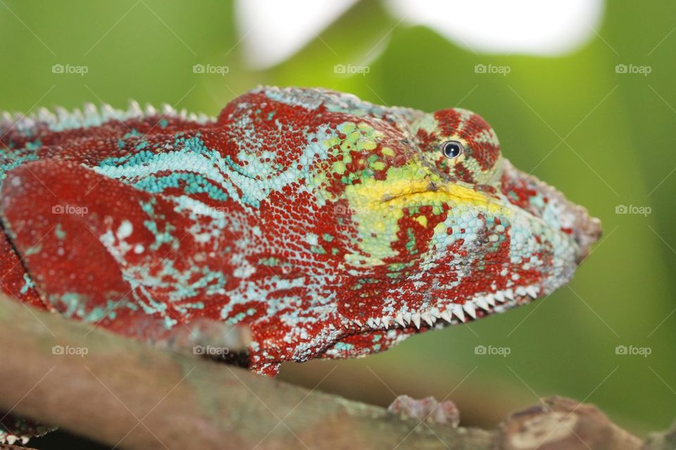 Close-up of a chameleon