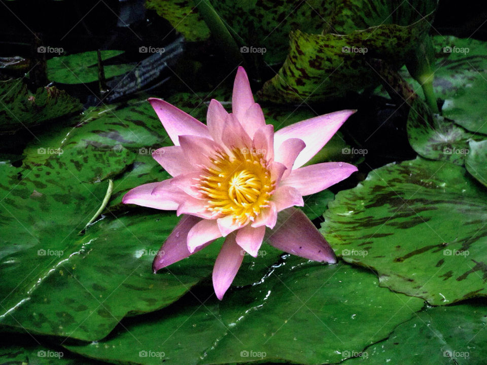nature flower lavender water-lily by landon