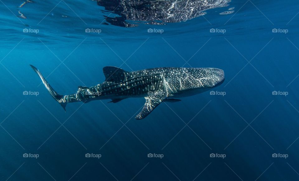 Shark swimming in the sea