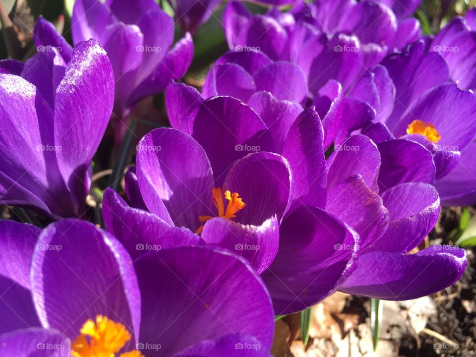 Lilac crocus