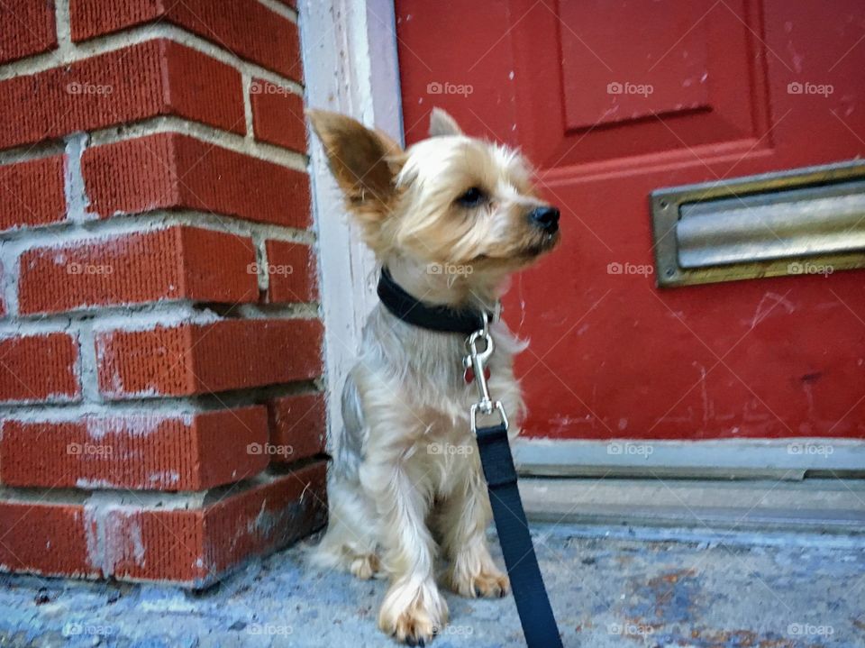 A Teacup Yorkie on the Steps in Queens, New York City in 2017