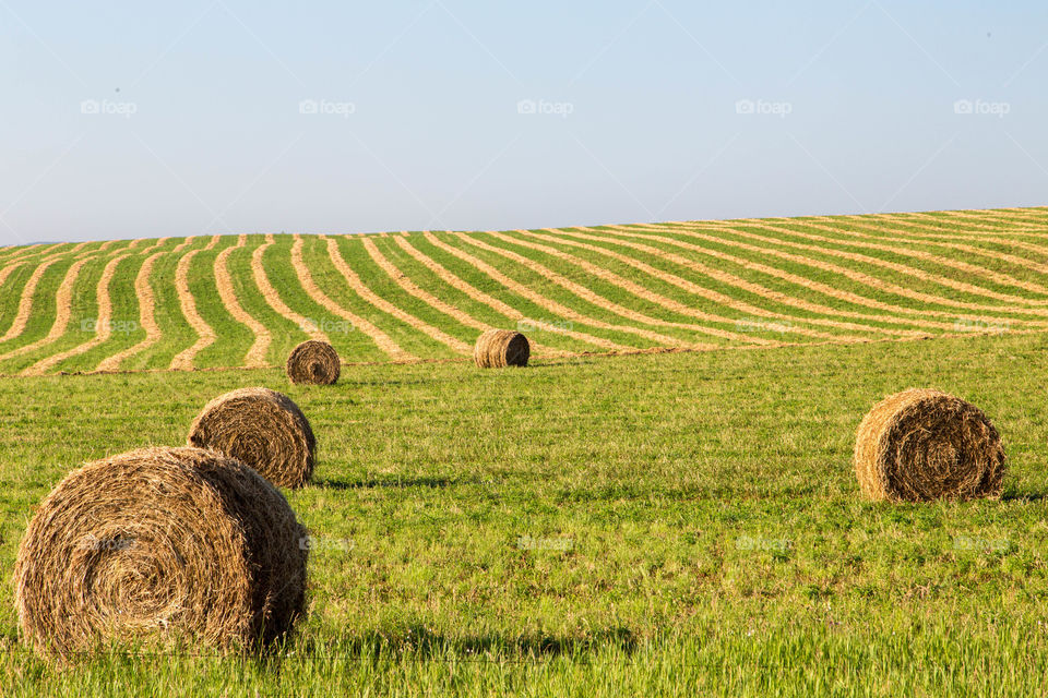 Hay Field