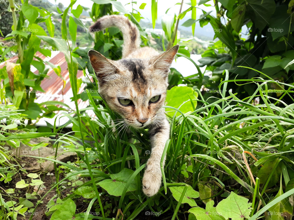 A barn cat on the prowl. A little kitten in her predatory mode.