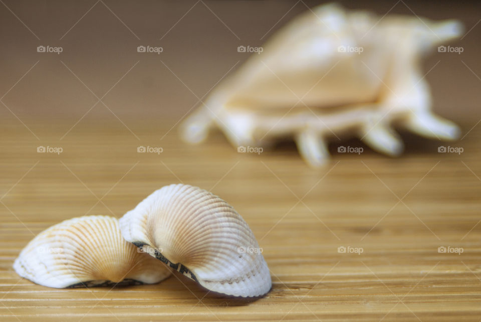 Close-up of seashell