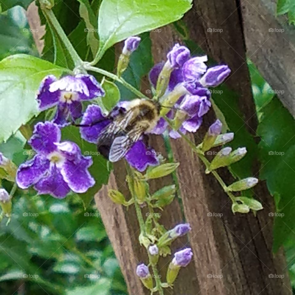 Honey Bee Flower Buzz