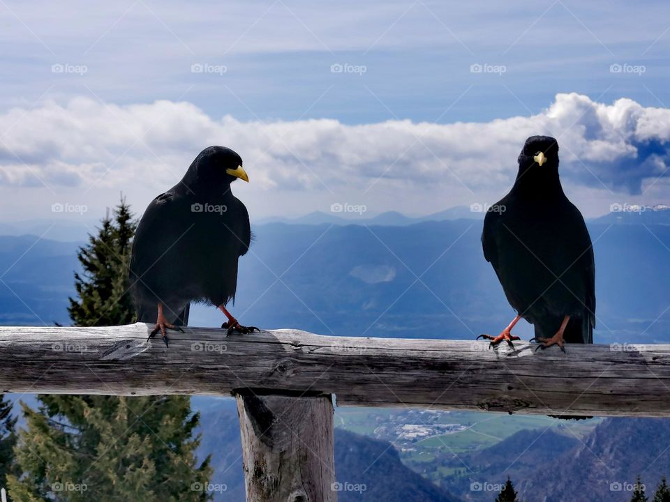 Pyrrhocorax graculus