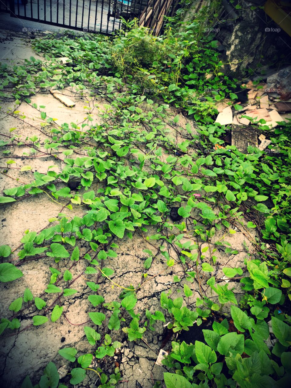 📷📷📷
Natural Beauty 
Hedera Helix, Common Ivy☘️☘️
Amazing Flora