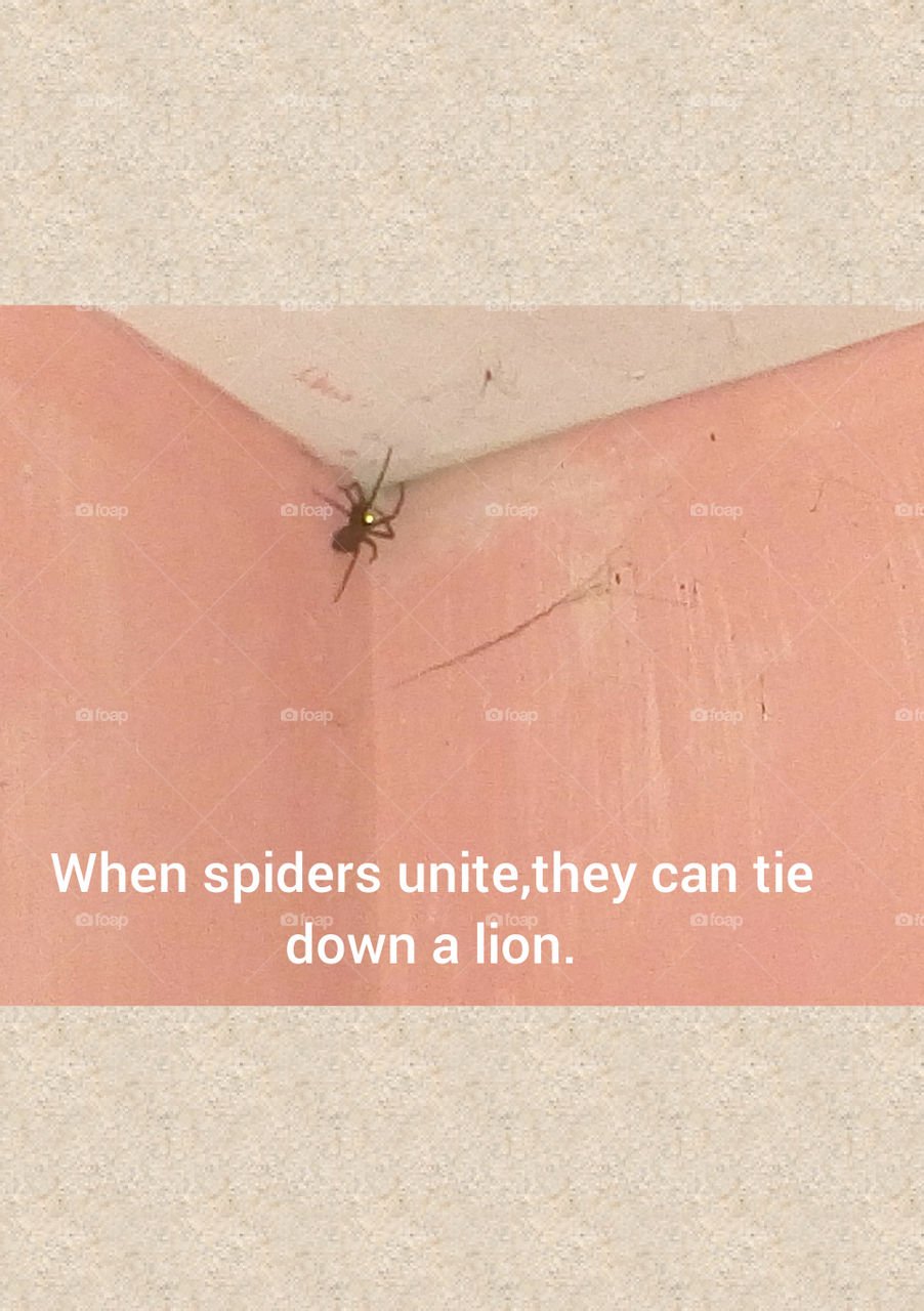 Idioms-Spider