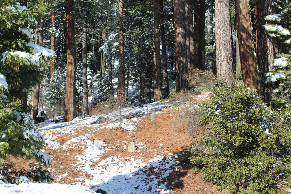 snow Forest