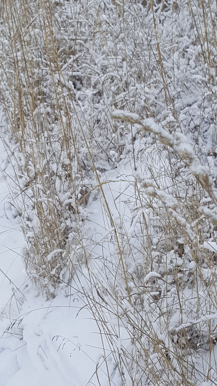 grass in the winter 2