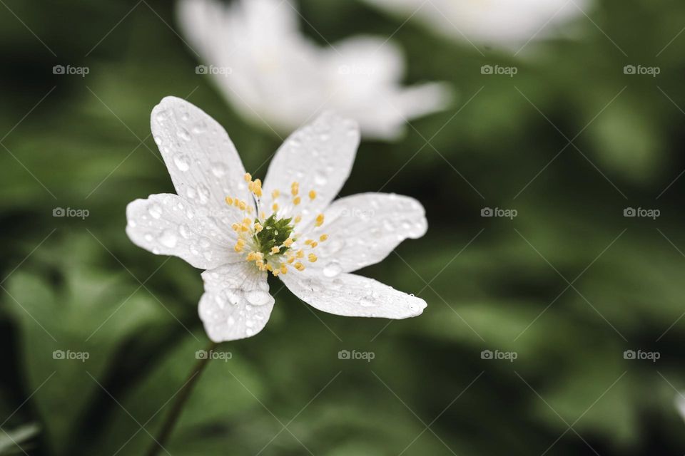 Closeup or macro of flowers 