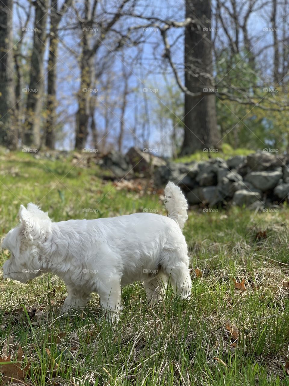 Looking for squirrels 