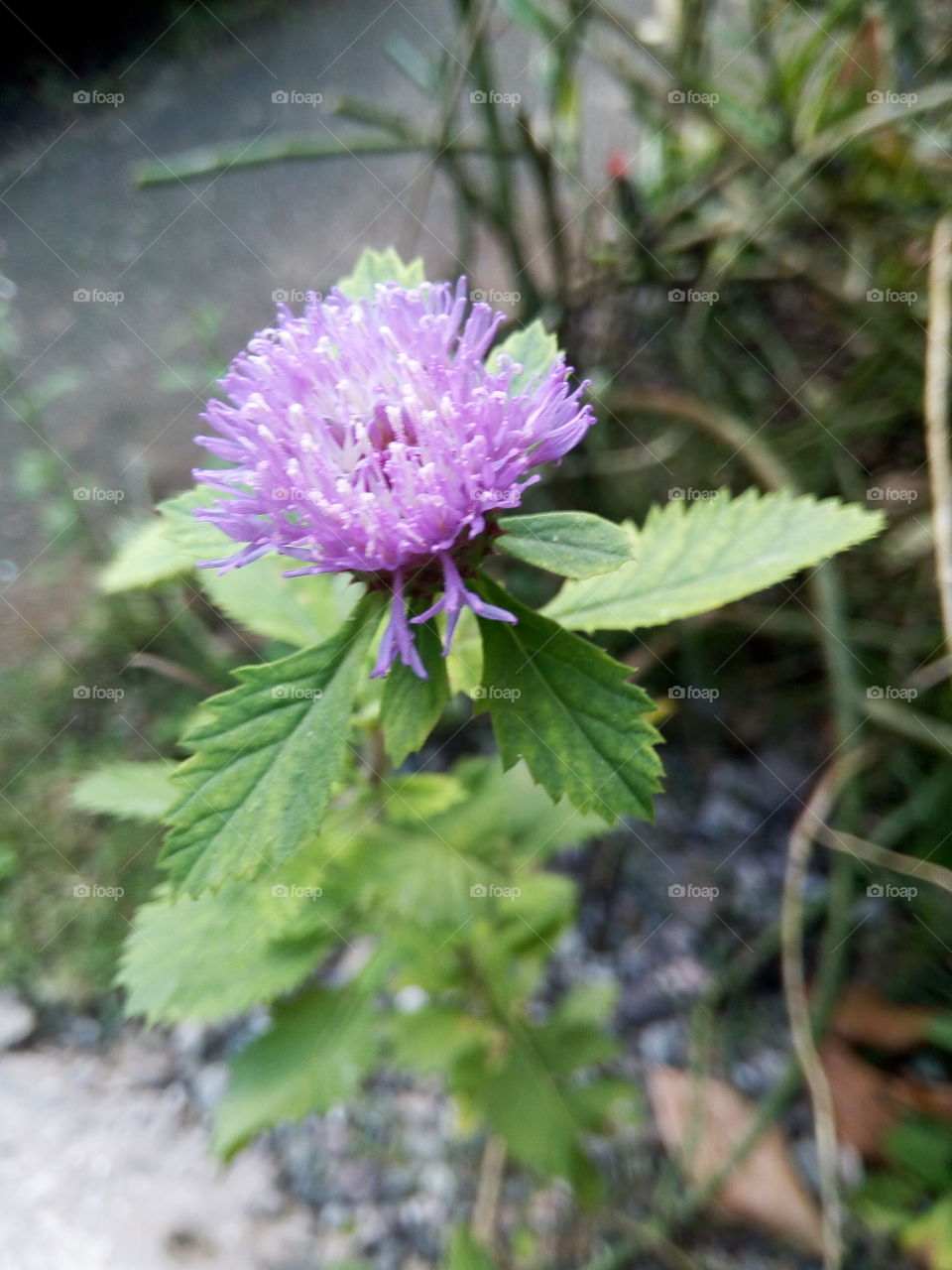 Nature, Flower, Flora, Leaf, Summer
