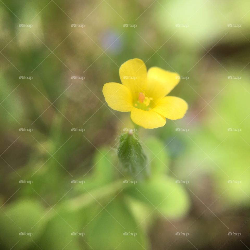 Tiny bug on clover blossom 
