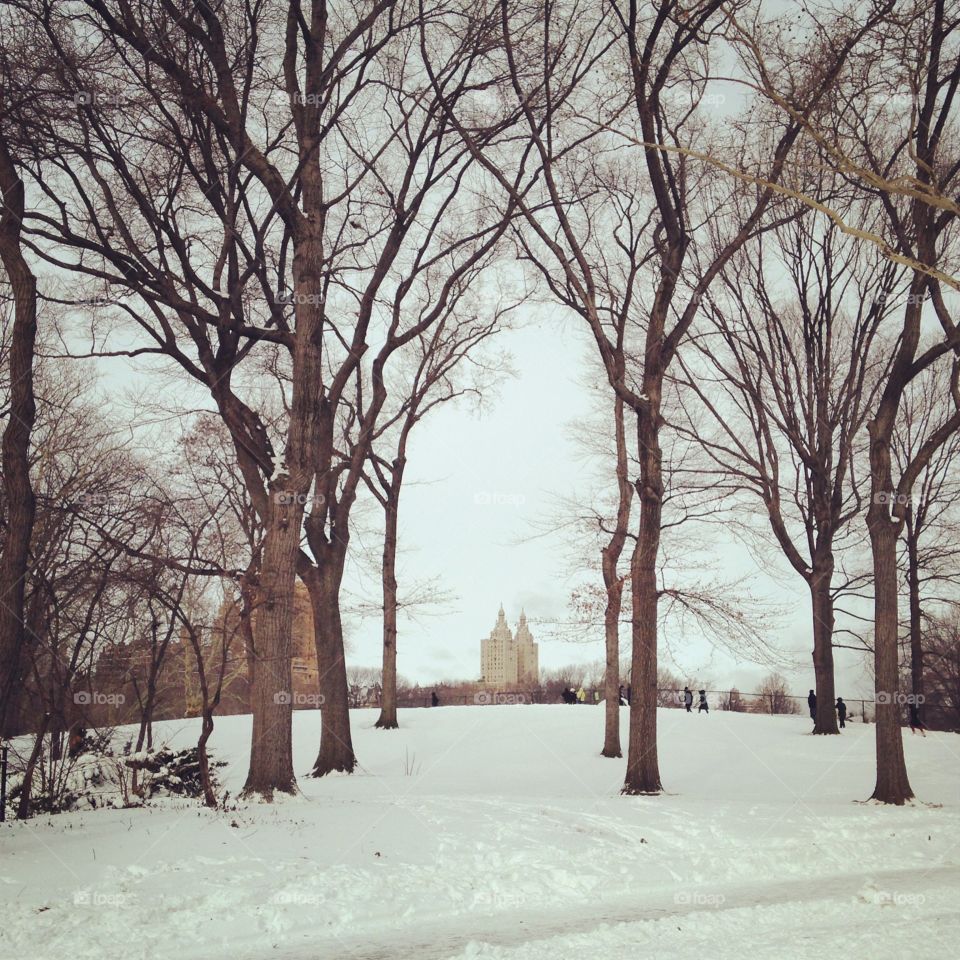 Winter in Central Park