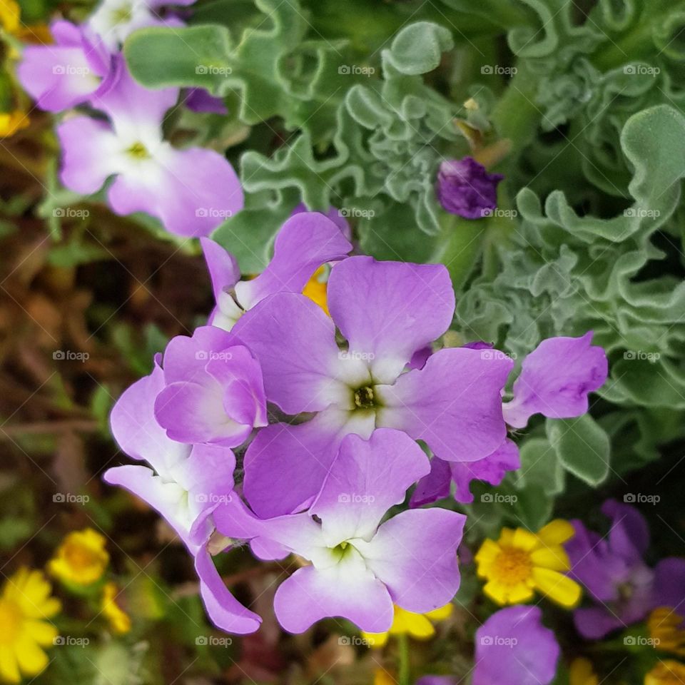 Fleurs de bord de mer