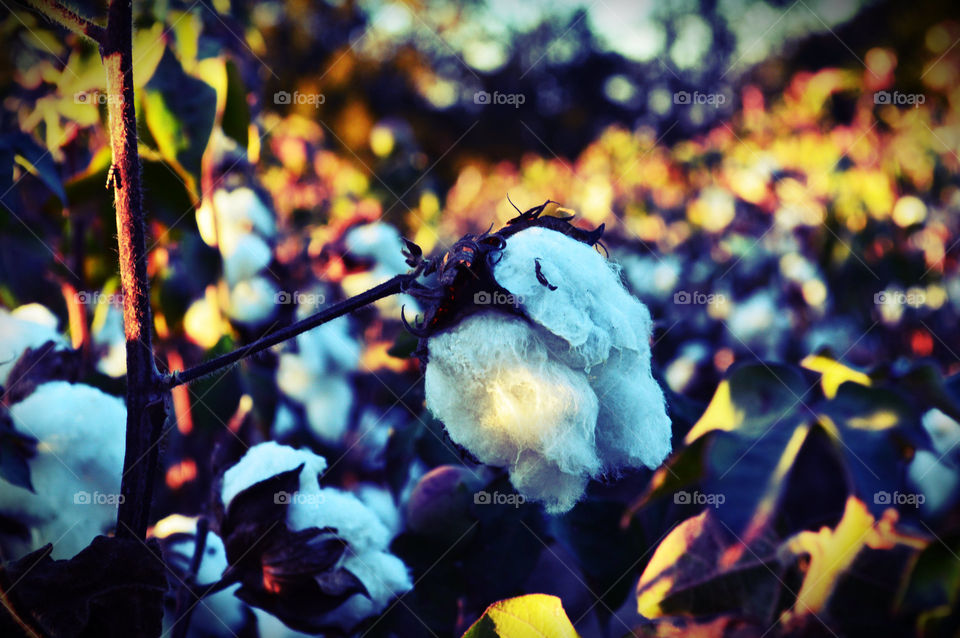 Cotton fields. October. Mississippi