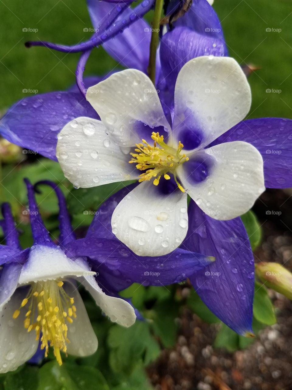Purple and white flowers after a summer rainstorm
