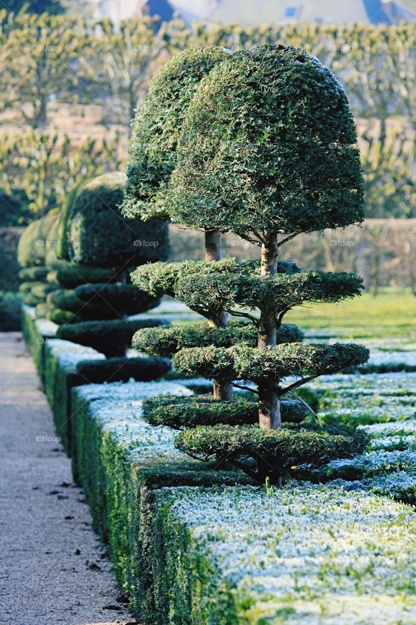 Tree, No Person, Garden, Flower, Nature