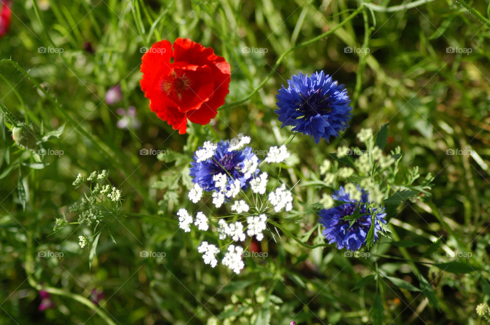 blue red white poppy by stevephot